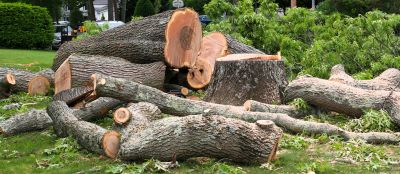 Dead Tree Removal in Doylestown, PA