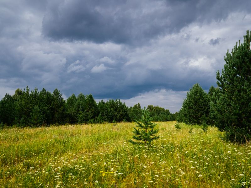 Pasture Clearing in Gwinnett County, GA